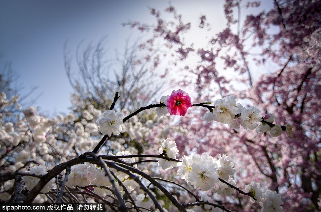 日本櫻花季即將到來(lái) 盤點(diǎn)國(guó)內(nèi)外賞櫻勝地超浪漫