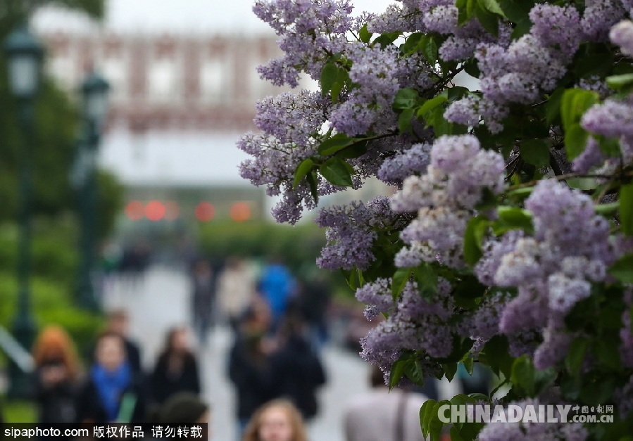 俄羅斯莫斯科街頭丁香花盛開 清新淡雅