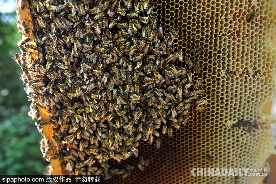 深山里的原生態蜂蜜 探訪白俄羅斯養蜂農場