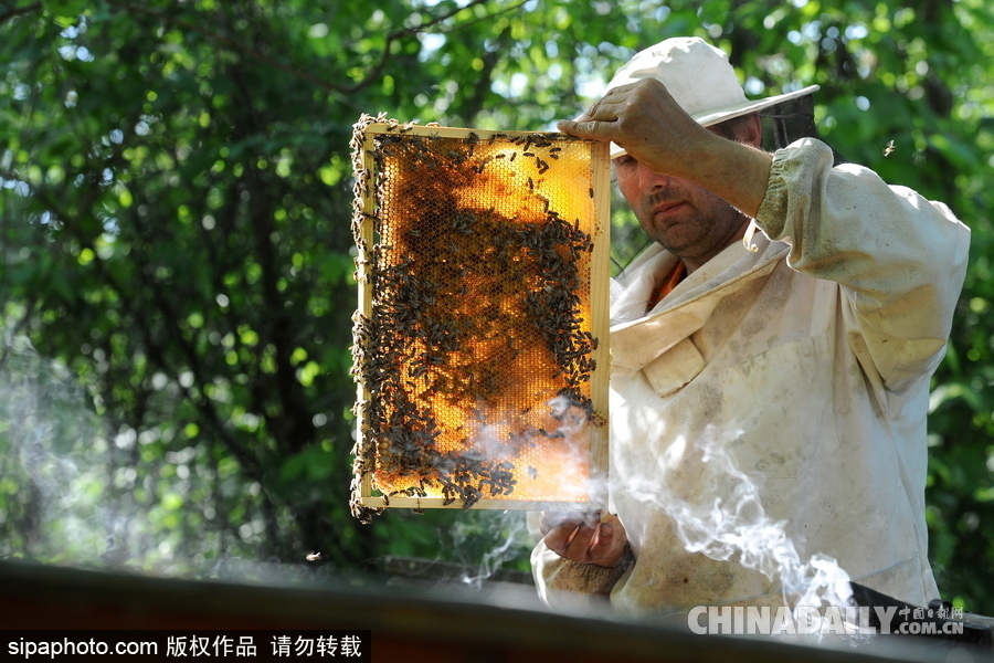 深山里的原生態蜂蜜 探訪白俄羅斯養蜂農場