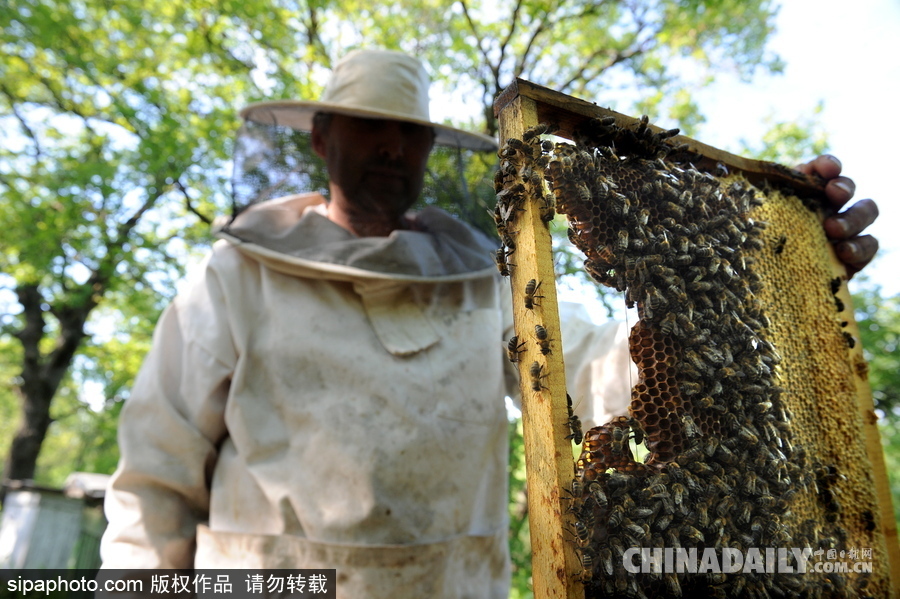 深山里的原生態蜂蜜 探訪白俄羅斯養蜂農場