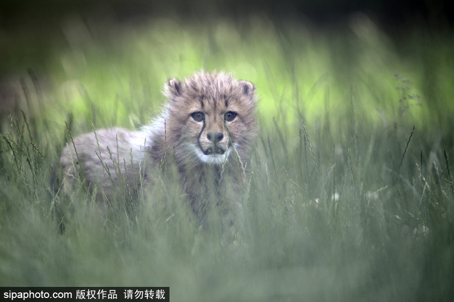 捷克動物園內小獵豹首次隨媽媽外出 軟萌可愛