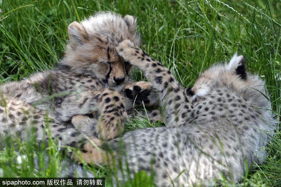 捷克動(dòng)物園內(nèi)小獵豹首次隨媽媽外出 軟萌可愛