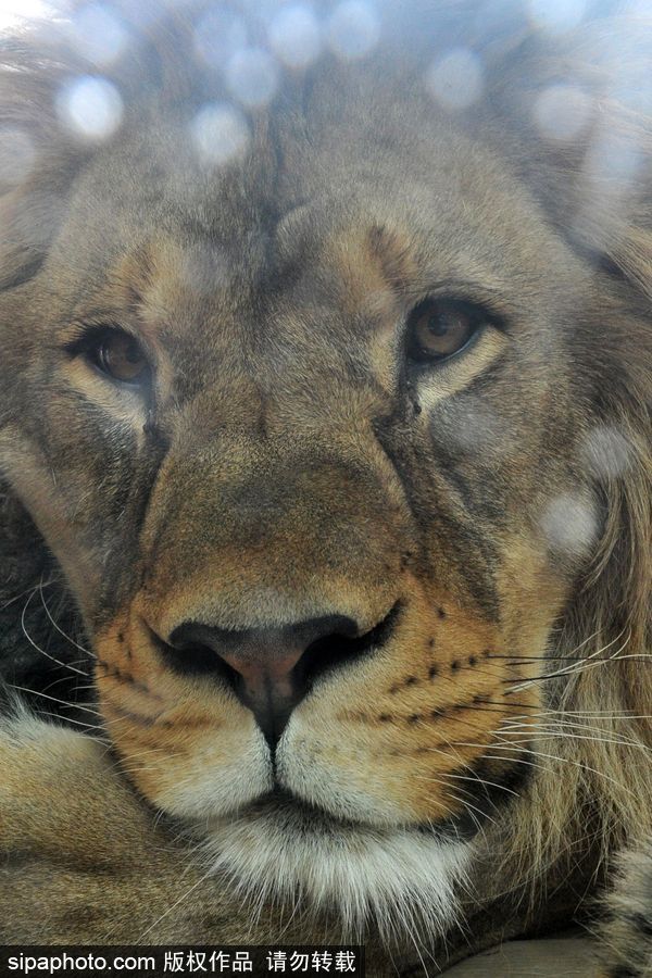 大家伙的軟萌時刻 捷克動物園里的獅子