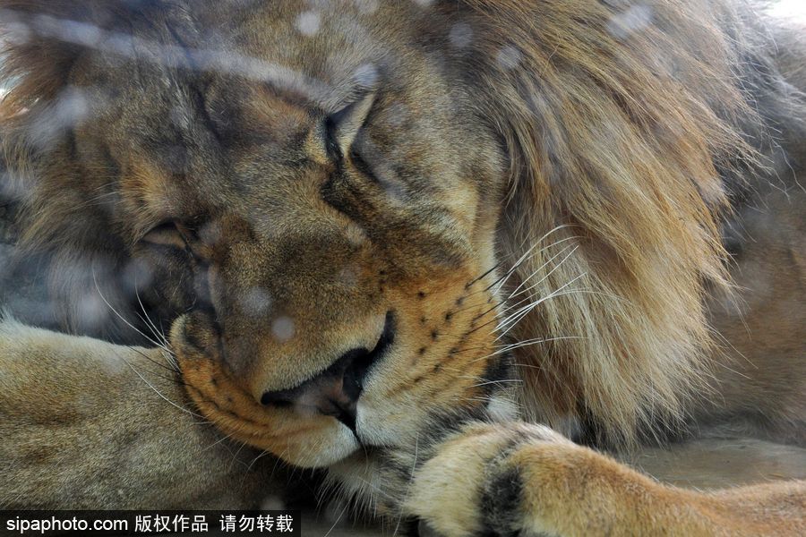 大家伙的軟萌時刻 捷克動物園里的獅子