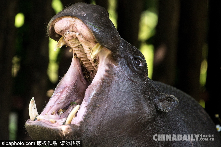 莫斯科動(dòng)物園里的倭河馬 龐大笨重張嘴顯“霸氣”