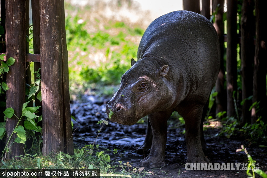 莫斯科動物園里的倭河馬 龐大笨重張嘴顯“霸氣”