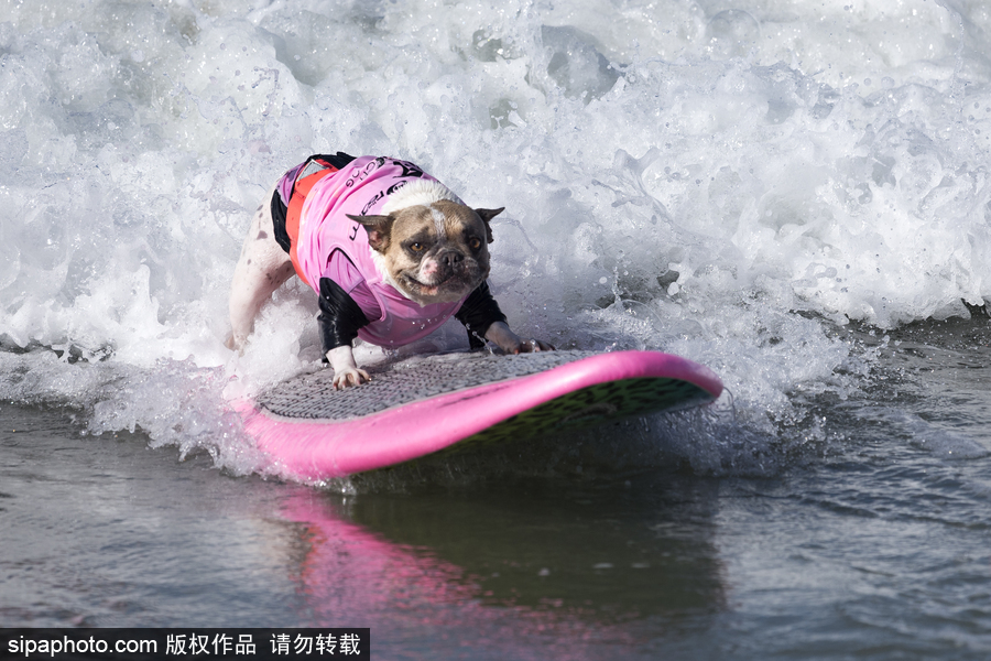 美國加州舉辦狗狗沖浪比賽 汪星人秀水上功夫