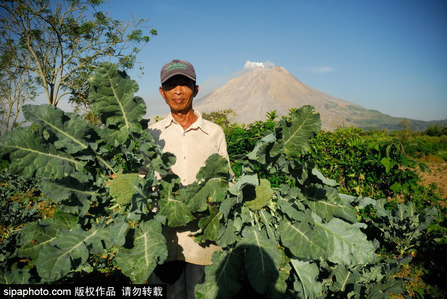 印尼錫納朋火山暫時趨于平緩 農民菜田淡定勞作