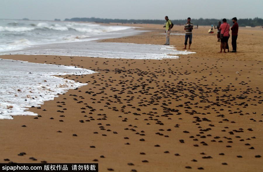 印度：海灘上剛剛孵化的小麗龜 呆萌可愛