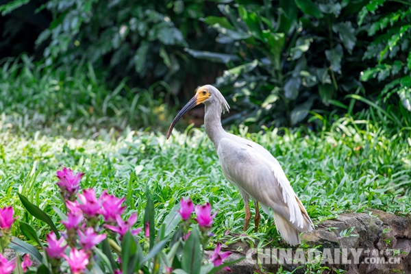 廣東長(zhǎng)隆華南珍稀野生動(dòng)物物種保護(hù)中心成功繁育珍稀鳥類朱鹮