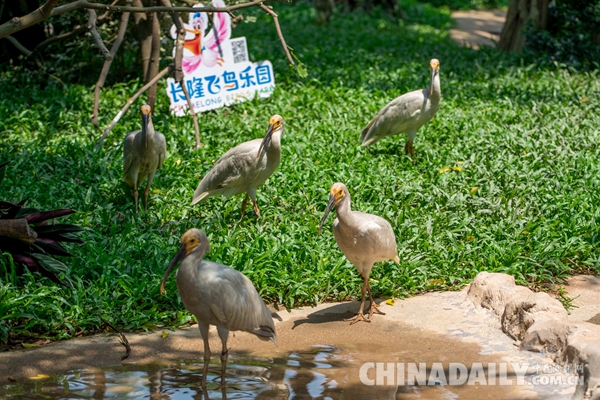 廣東長(zhǎng)隆華南珍稀野生動(dòng)物物種保護(hù)中心成功繁育珍稀鳥類朱鹮