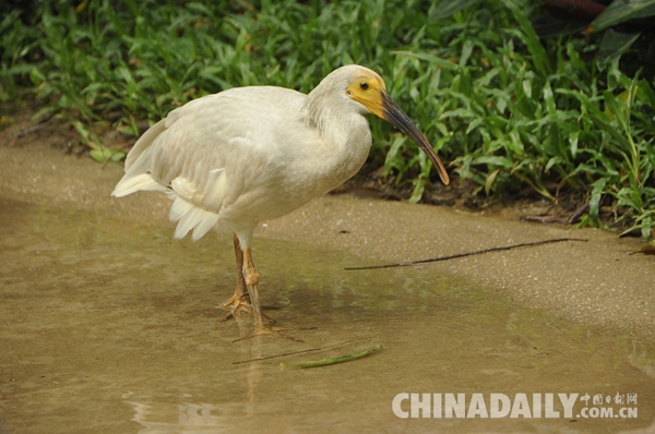 廣東長(zhǎng)隆華南珍稀野生動(dòng)物物種保護(hù)中心成功繁育珍稀鳥類朱鹮