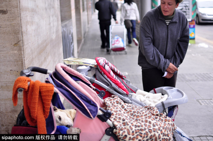 活的不如狗系列 圣保羅街頭寵物躺嬰兒車還蓋著小毯子